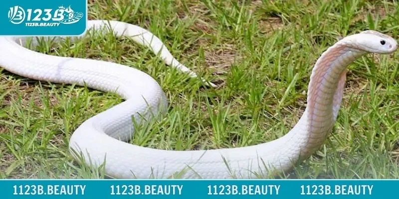 Giải mã một số trường hợp nằm mơ thấy rắn